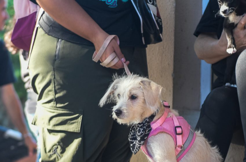  La Municipalidad continúa la campaña de castraciones en barrios