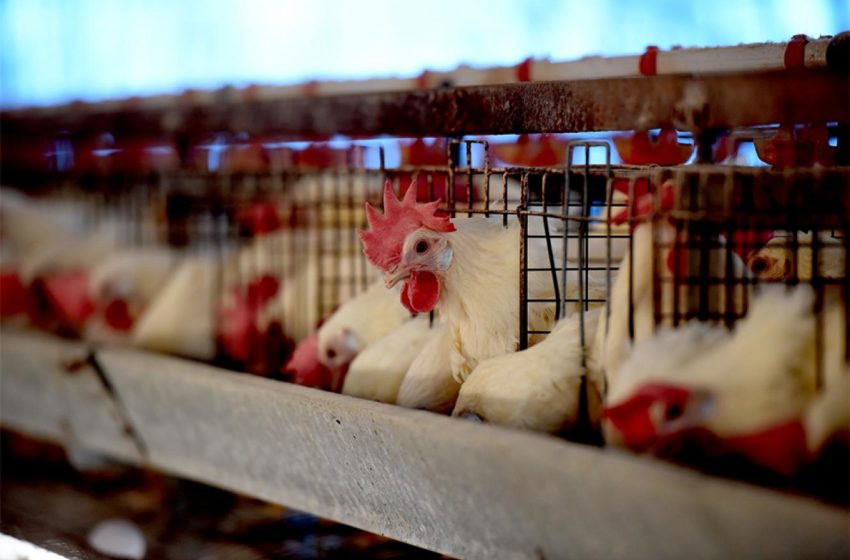  Entre Ríos retoma rol clave en la exportación avícola por reapertura del mercado japonés