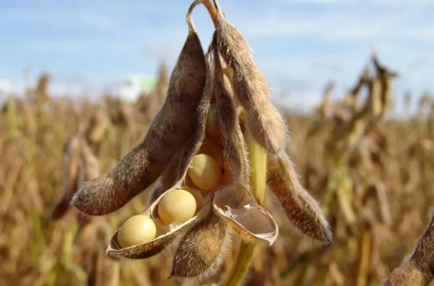  El agro: Subirán las retenciones a la soja y los productores aceleran las ventas