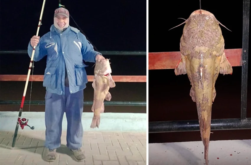  Capturaron un bagresapo de 14 kilos en la costanera de Santa Elena