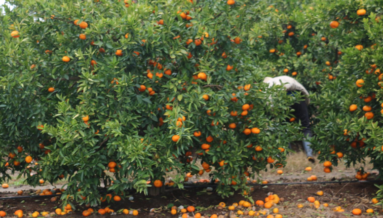  Bajas temperaturas afectaron al sector citrícola en Entre Ríos