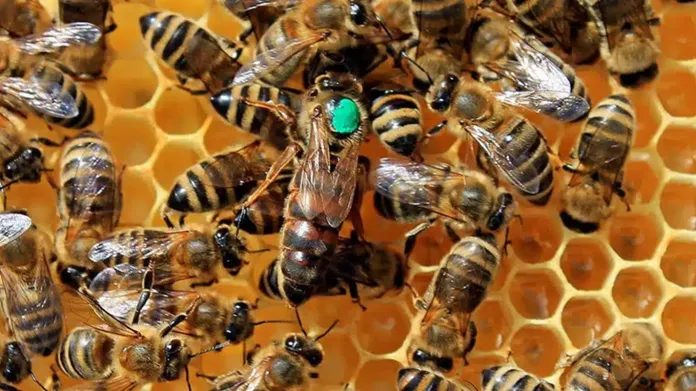  Argentina exportó 22.958 abejas reinas en 2025 y rompió un récord