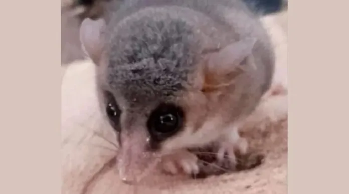  Rescataron un marsupial andino en Aldea Salto