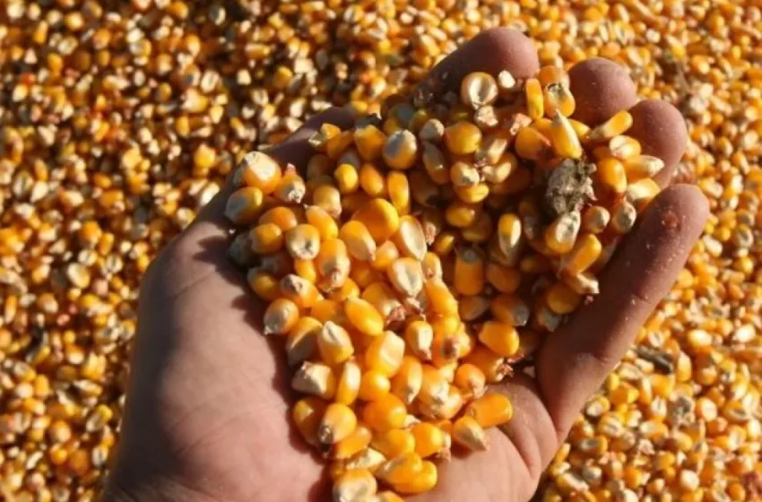  Cayó un 83% la superficie cultivada con maíz tardío y de segunda en Entre Ríos