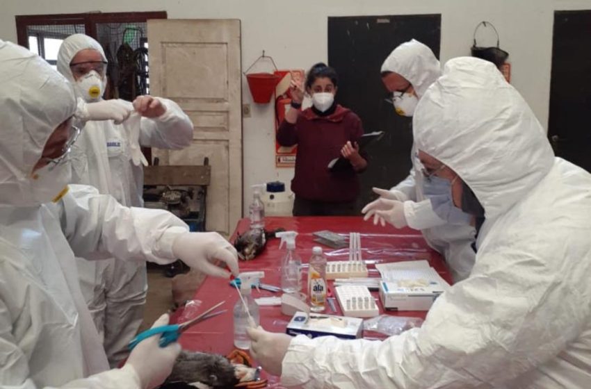  Entre Ríos refuerza la detección temprana de influenza aviar en aves silvestres y de corral