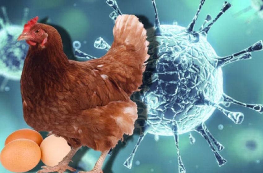  Gripe aviar en Argentina: Suspenden todas las exportaciones avícolas