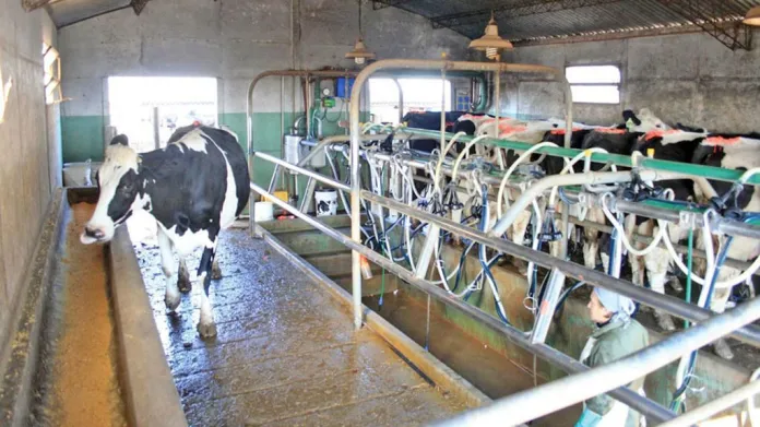  En Gualeguaychú se desplomó la cantidad de tambos: Quedan sólo 13