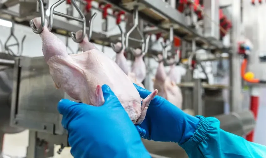  Avicultura: Las importaciones aviar aumentaron casi 300% en el año, mientras que las exportaciones cayeron