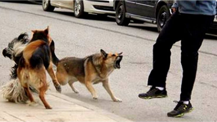  Nogoyá: Aplicarán multas a dueños de perros mordedores