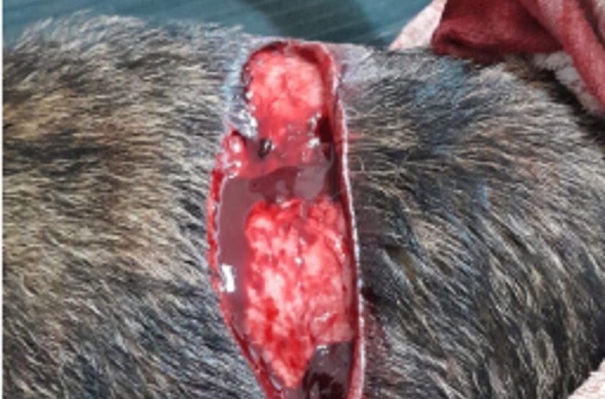  Chajari: Maltrato animal gravísimas lesiones fueron causadas a una perrita por un hombre, cinturón negro de karate