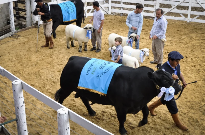  Con actividades ganaderas y una charla, comienza la Expo Rural Gualeguaychú