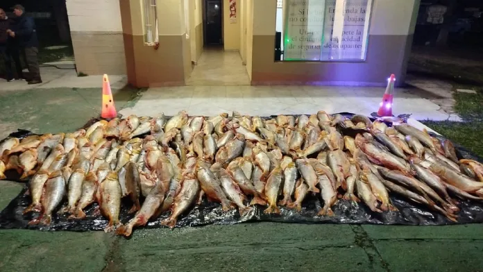  Paso Cerrito: Decomisaron 1.000 kilos de dorado transportados de manera ilegal en Entre Ríos