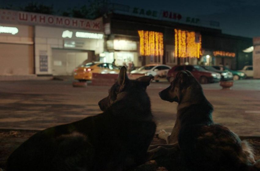  Comenzará un nuevo ciclo del Cineclub sobre la relación entre perros y humanos