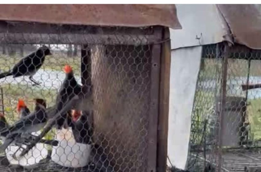  San Gustavo: La provincia intensifica controles sobre especies nativas y carnes